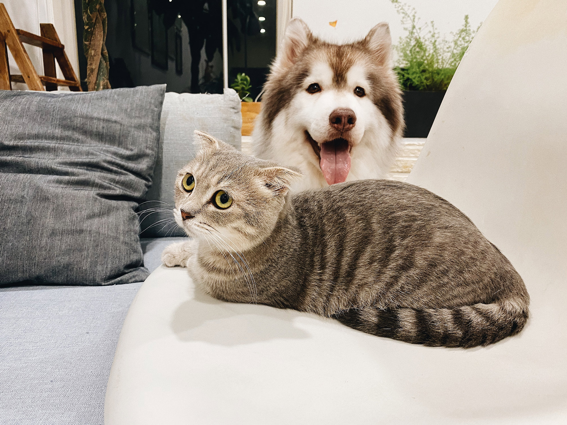 cat and dog