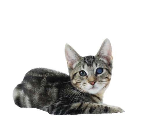 register your pet