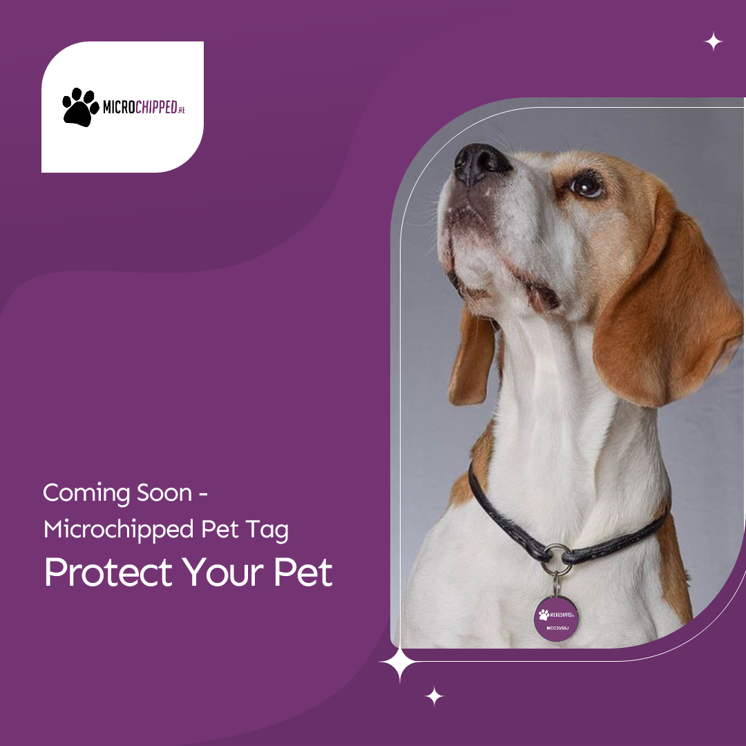 buy a microchipped pet tag